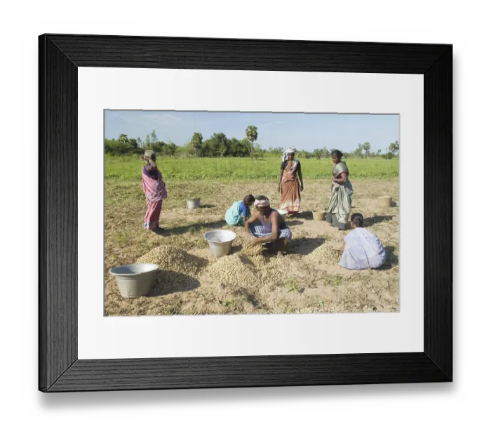 Framed Print : Groundnut harvesting near Vadalur
