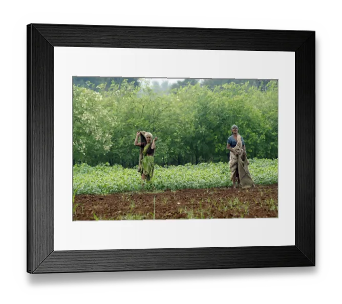 Framed Print : Farm workers on a rainy monsoon day