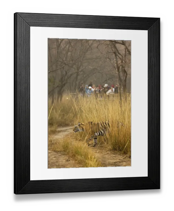 Framed Print : Tiger Panthera tigris, Ranthambore tiger reserve