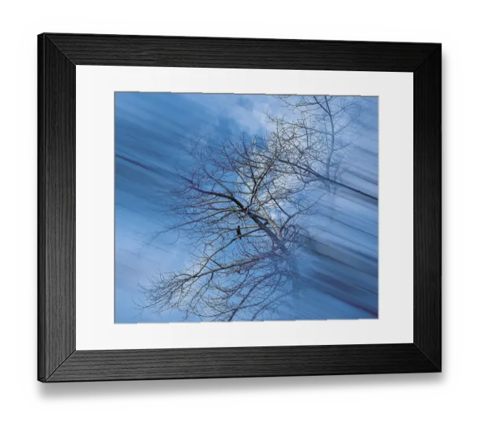 Framed Print : Dry tree, India