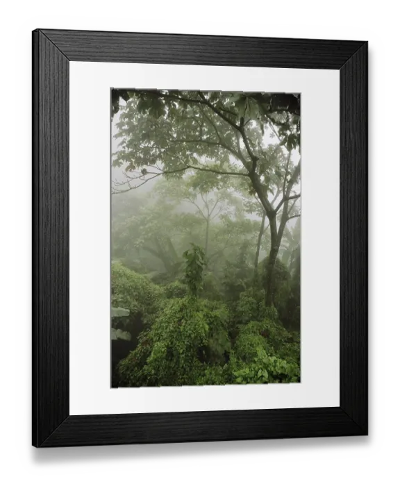 Framed Print : Foggy view of forest, India Framed Print : Foggy view of forest, India