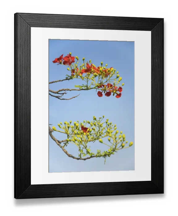 Framed Print : Gul Mohur delonix regia on tree Framed Print : Gul Mohur delonix regia on tree