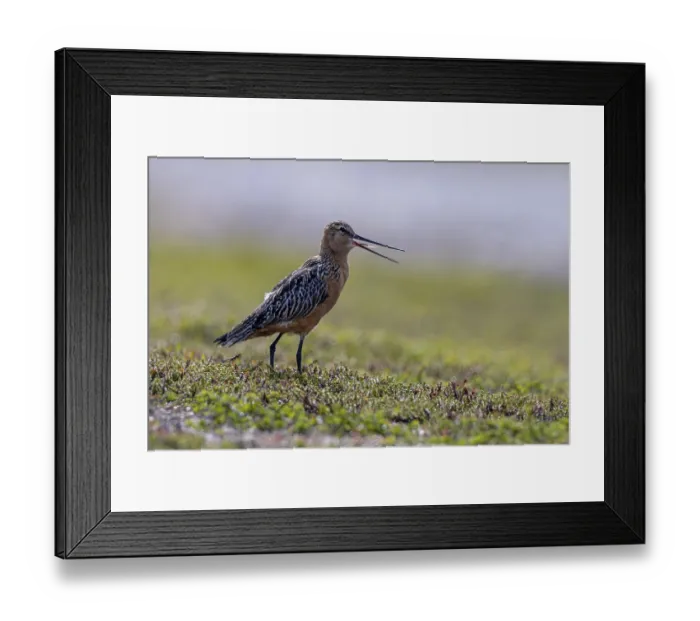 Framed Print : 9032220