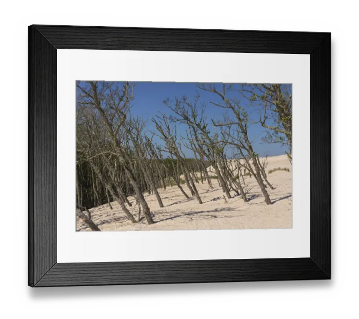 Framed Print : Dead trees protrude from a sand dune on a sunny day with a blue sky Framed Print : Dead trees protrude from a sand dune on a sunny day with a blue sky