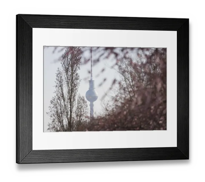 Framed Print : The television tower behind the first blooming cherry blossoms in Berlin Framed Print : The television tower behind the first blooming cherry blossoms in Berlin