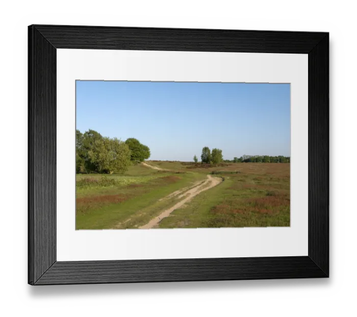 Framed Print : Krefeld-Traar, Egelsberg, heathland with flowering fleabane