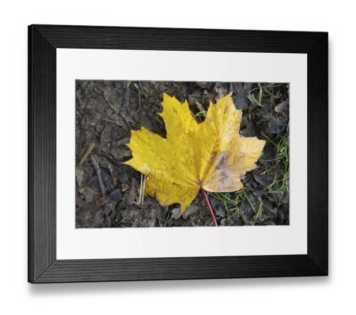 Framed Print : Yellow autumn leaf of Norway maple Framed Print : Yellow autumn leaf of Norway maple