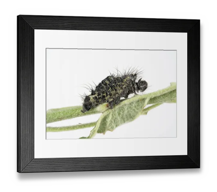 Framed Print : ibxrip09318221.jpg