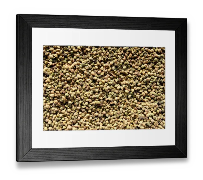 Framed Print : Crop gram local name harbhara maharashtra