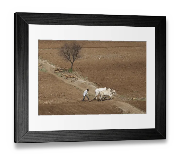 Framed Print : Man ploughing agricultural land