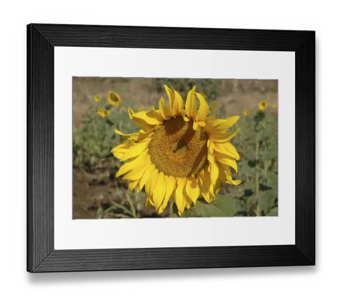 Framed Print : Sunflower (Latin Name Helianthus annuus) Framed Print : Sunflower (Latin Name Helianthus annuus)