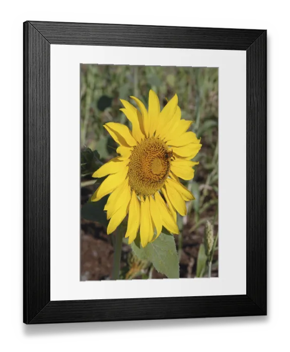 Framed Print : Sunflower (Latin Name Helianthus annuus)