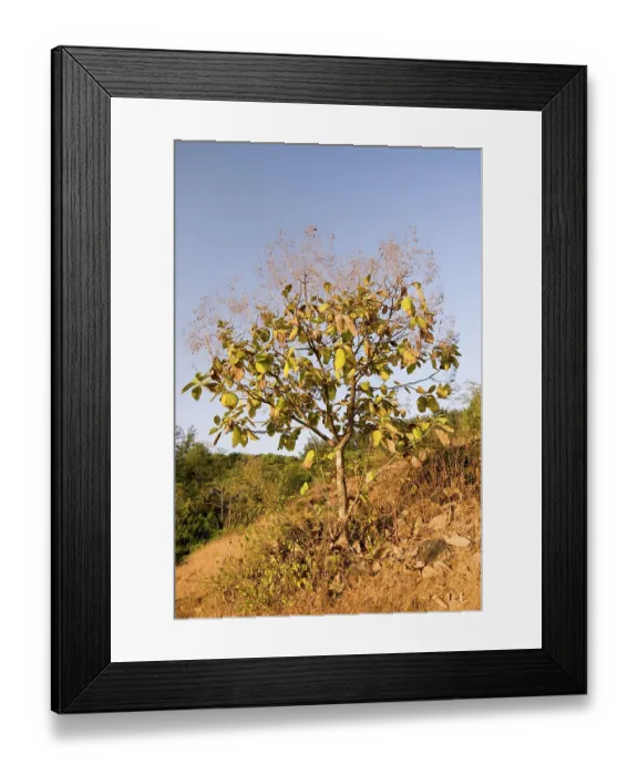 Framed Print : Small tree of sag tectona grandis at Anjarle Framed Print : Small tree of sag tectona grandis at Anjarle