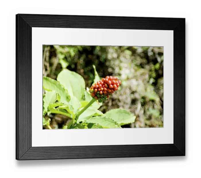 Framed Print : Wild flowers seeds and fruits at Kaddukhal