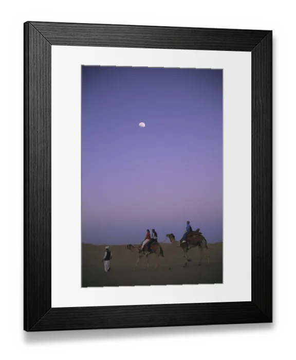 Framed Print : Tourist sitting on camels fall of night with moon at Sam sand dunes Framed Print : Tourist sitting on camels fall of night with moon at Sam sand dunes