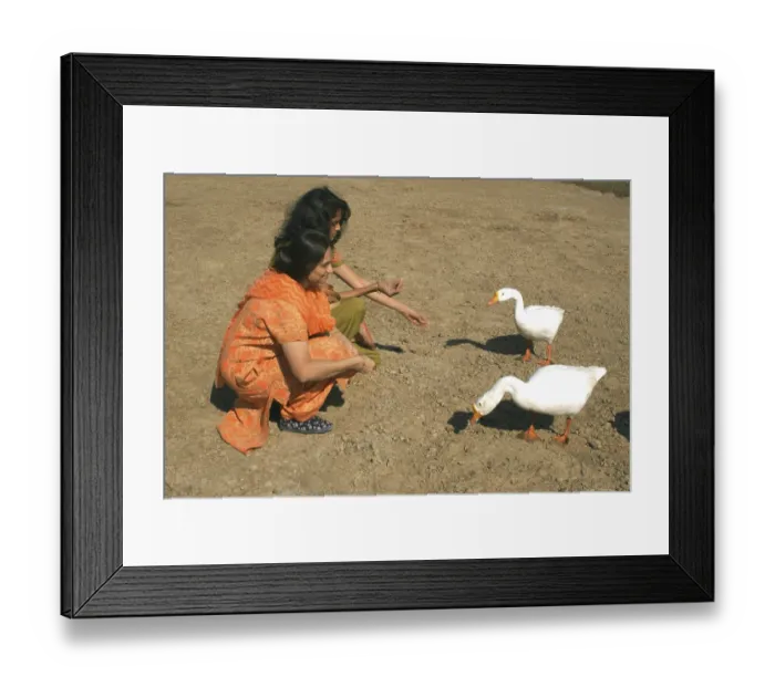 Framed Print : Gujarati ladies trying to feed white swans called ducks at bank of lake at Dhom Dam Framed Print : Gujarati ladies trying to feed white swans called ducks at bank of lake at Dhom Dam