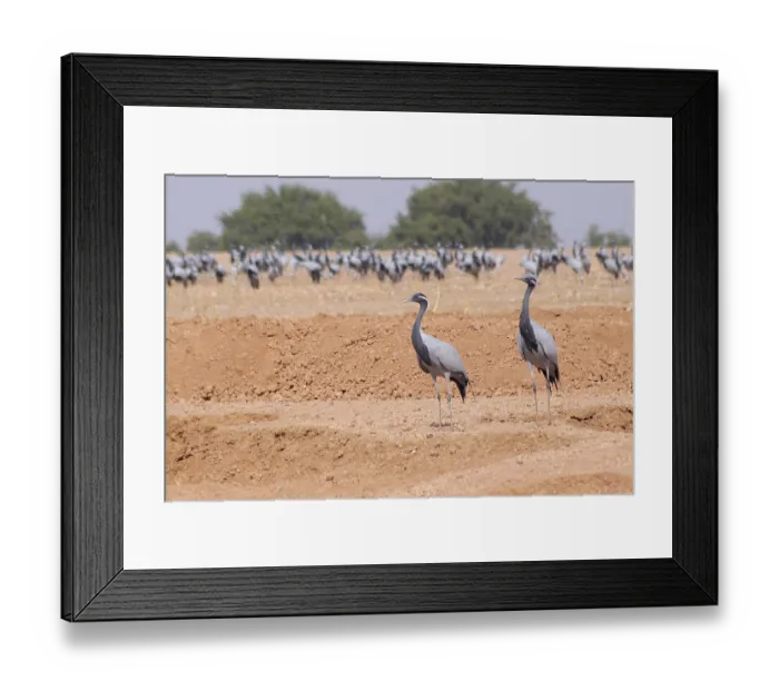 Framed Print : Birds, pair of demoiselle cranes grus virgo gathering in desert
