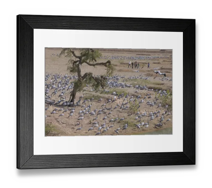 Framed Print : Birds, flock of demoiselle cranes grus virgo gathering in desert