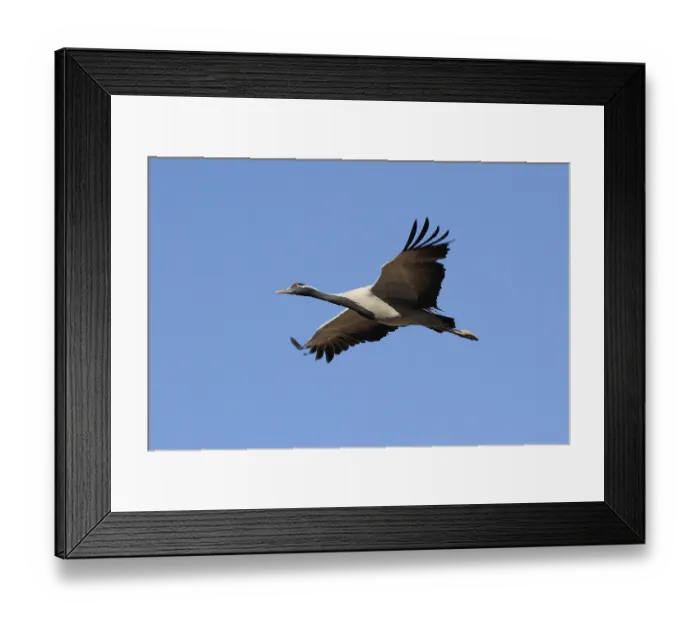 Framed Print : Birds, demoiselle crane grus virgo flying in sky Framed Print : Birds, demoiselle crane grus virgo flying in sky