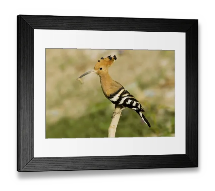 Framed Print : Hoopoe (Upupa epops) holding pray at it's nest