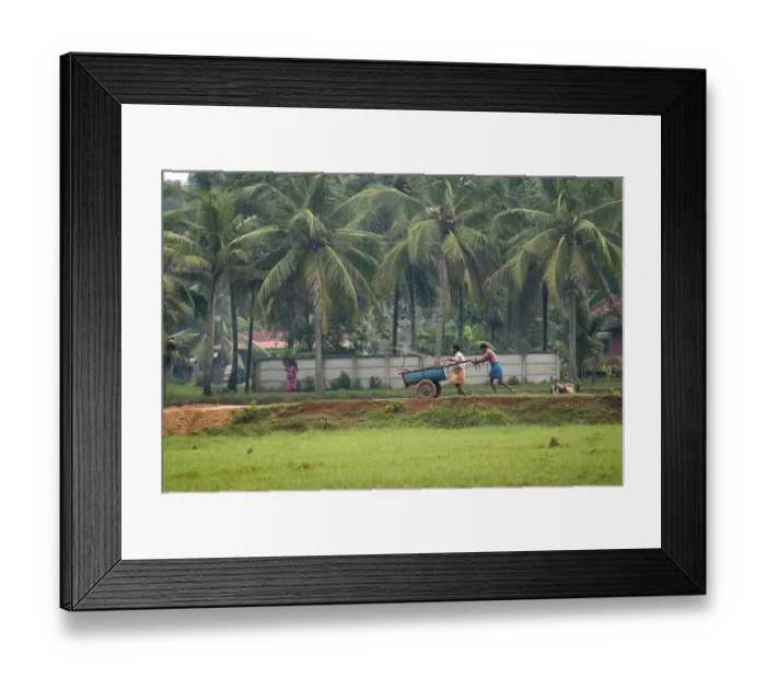 Framed Print : Scene during monsoon at Mannarsala, Kerala, India