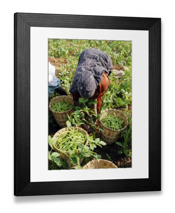 Framed Print : Cyamopsis tetragonoloba Linn Taub