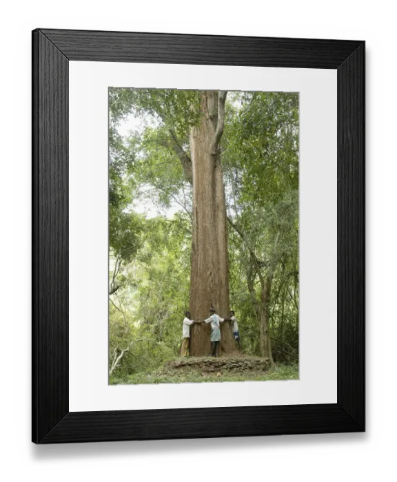 Framed Print : People encircling 7 meter girth largest rose wood tree in Yanaipallam Pillor Dam Western Ghats Nilgiris Biosphere Framed Print : People encircling 7 meter girth largest rose wood tree in Yanaipallam Pillor Dam Western Ghats Nilgiris Biosphere