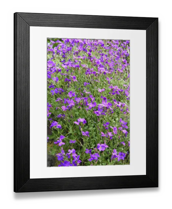 Framed Print : Wild lilac flowers