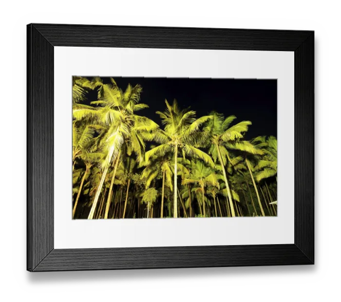 Framed Print : Coconut tree farm, Goa, India