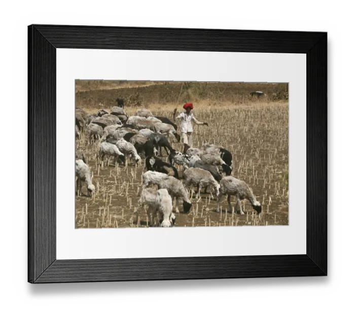 Framed Print : Nomad grazing herd of sheep in barren fields in Bhopal