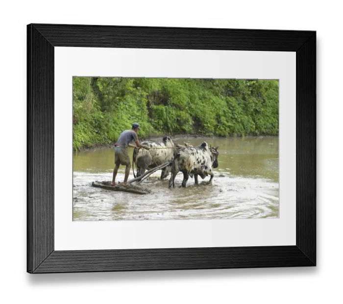 Framed Print : Man working in paddy field at madh near malshej ghat