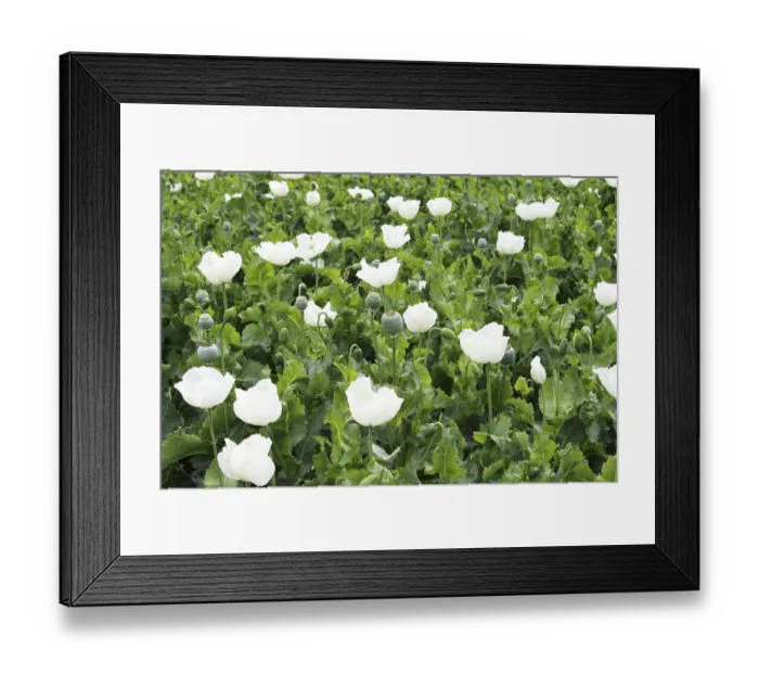 Framed Print : Poppy flowers plantation, Neemuch