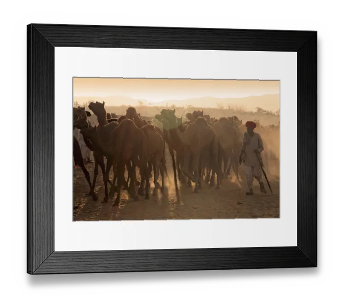 Framed Print : Pushkar Mela, Rajasthan, India Framed Print : Pushkar Mela, Rajasthan, India