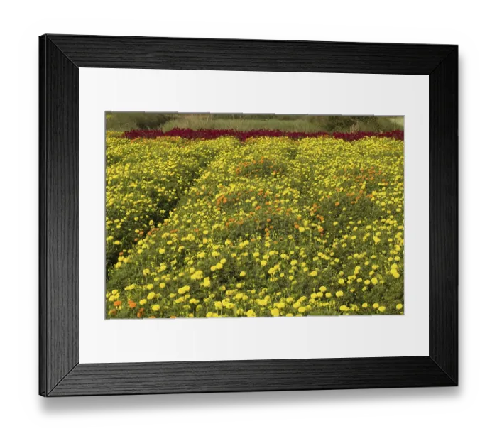 Framed Print : Flower cultivation in Midnapur, West Bengal, India