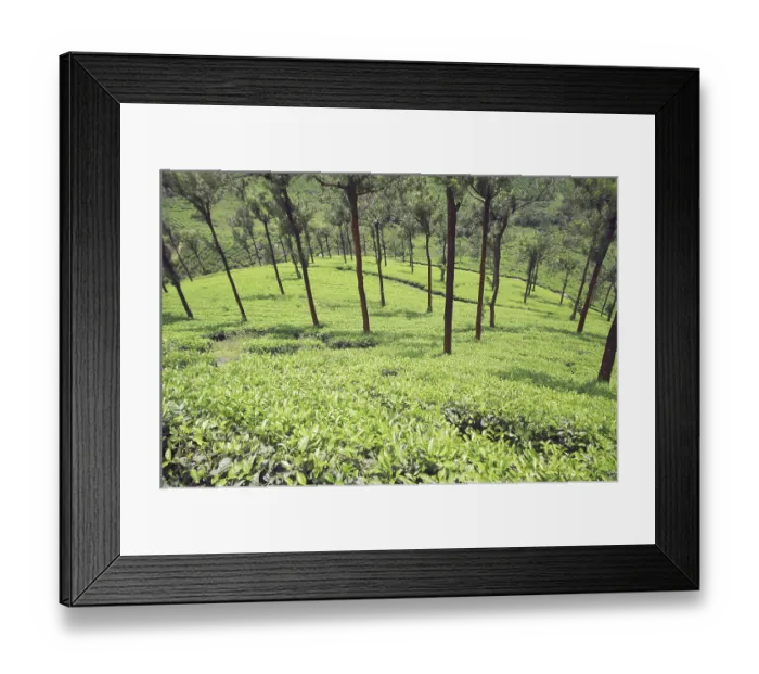 Framed Print : Tea farm, Munnar, Kerala, India