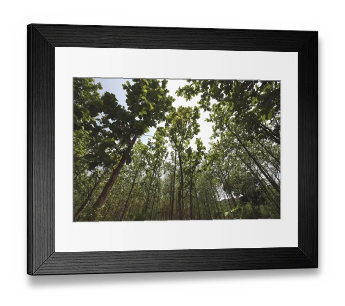 Framed Print : Teak wood plantations at ananthagiri hills