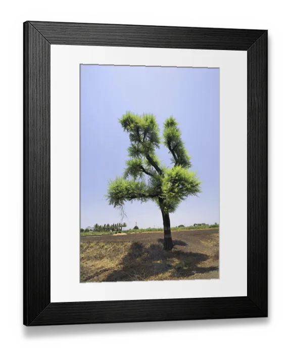 Framed Print : Alone tree