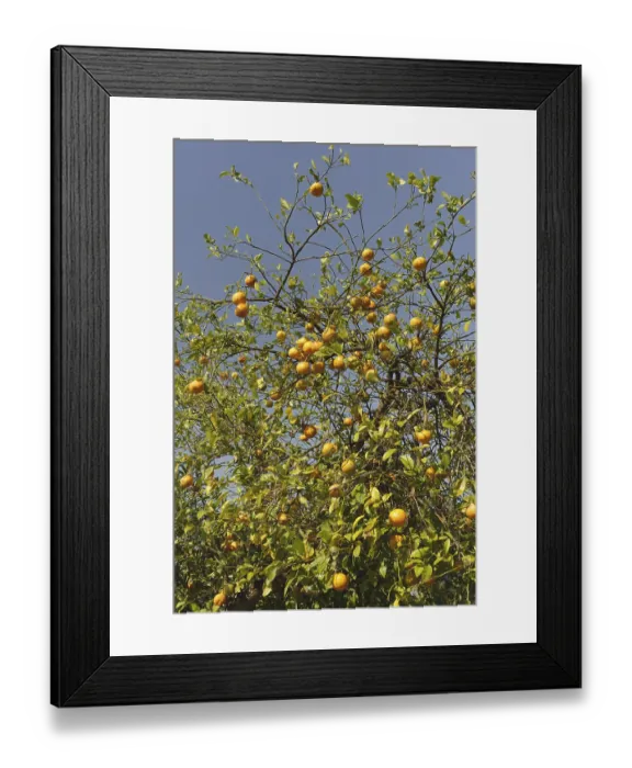 Framed Print : Oranges on tree, India