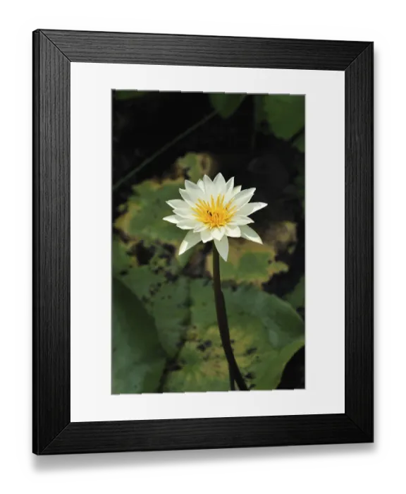 Framed Print : Flower white lotus