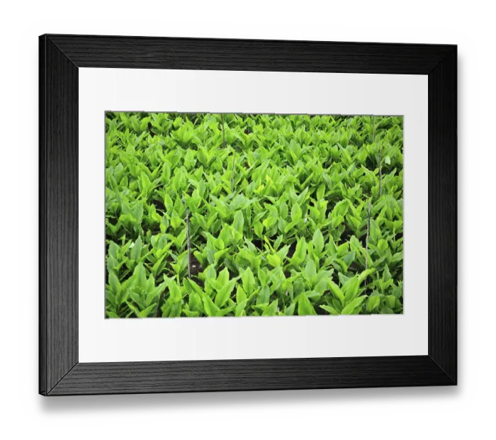 Framed Print : Turmeric at satara Maharashtra India Asia