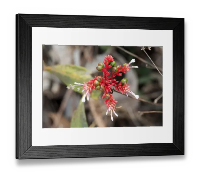 Framed Print : Flower and medicinal plant known sarpagandha rauvolfia serpentina Framed Print : Flower and medicinal plant known sarpagandha rauvolfia serpentina