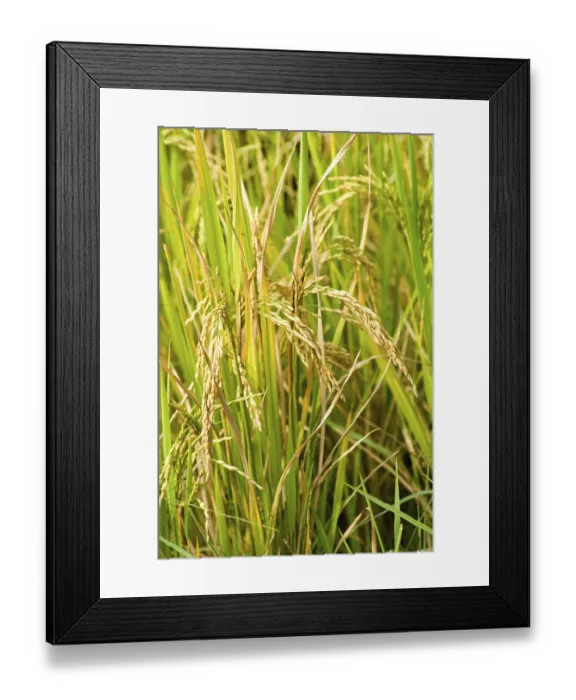 Framed Print : Crop rice paddy, Karnataka, India