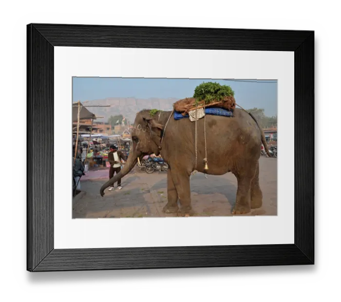 Framed Print : Indian Elephant begging Jodhpur Rajasthan India Asia