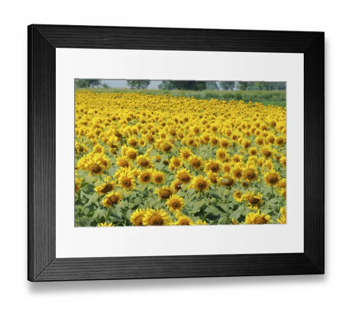 Framed Print : Sunflowers fields, India Framed Print : Sunflowers fields, India
