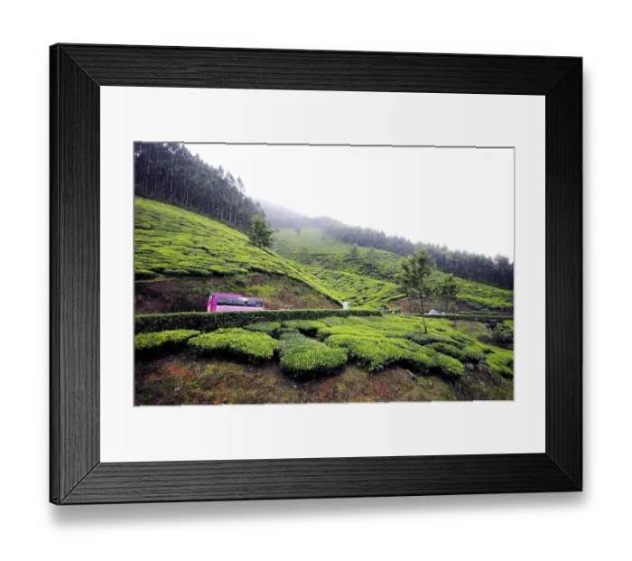 Framed Print : Tea gardens in Munnar hill station, Kerala, India