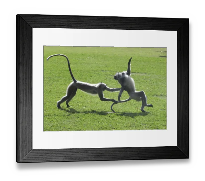 Framed Print : Common Langur presbytis entellus Framed Print : Common Langur presbytis entellus