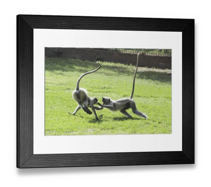 Framed Print : Common Langur presbytis entellus Framed Print : Common Langur presbytis entellus