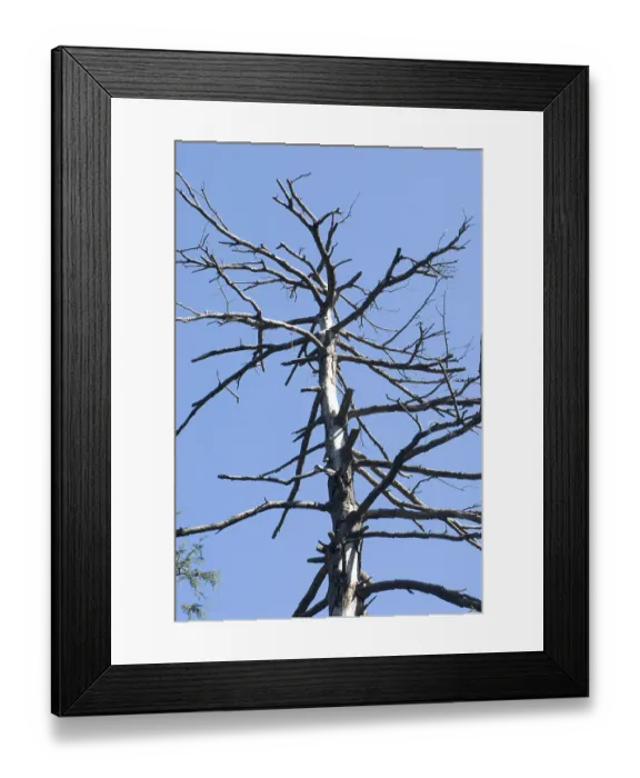 Framed Print : Silver birch tree without leaf at khajjair Framed Print : Silver birch tree without leaf at khajjair