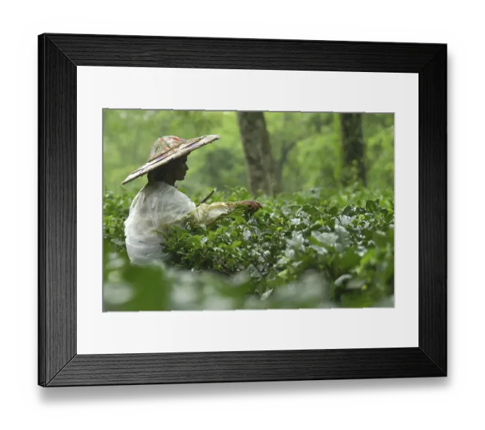 Framed Print : Agartala, Tripura, India Framed Print : Agartala, Tripura, India