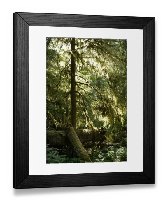 Framed Print : Scenery of a mossy forest lit by bright sunlight Framed Print : Scenery of a mossy forest lit by bright sunlight